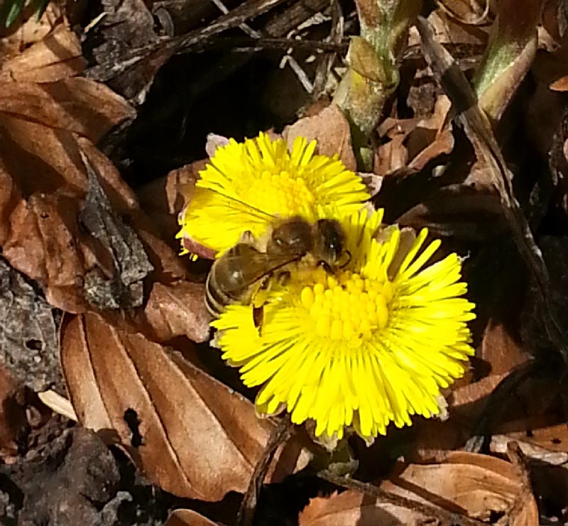 Photo abeille