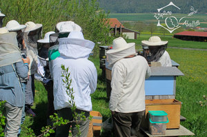 Sensibilisation à l'apiculture